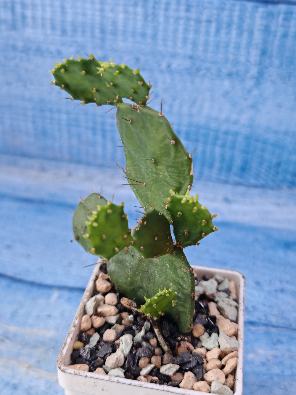 Opuntia Brasiliensis (Опунция)