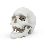 Смола Demo Bone, цвет Bone (костный)