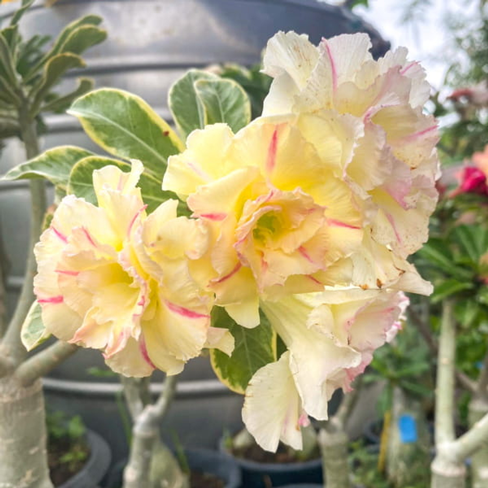Адениум вариегатный WONDERFUL YELLOW VAR (W48)