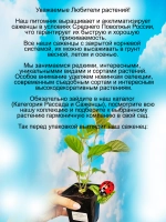 Гортензия Мэджикал Пинкербелл древовидная розовая