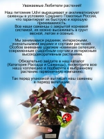 Перилла Магилла