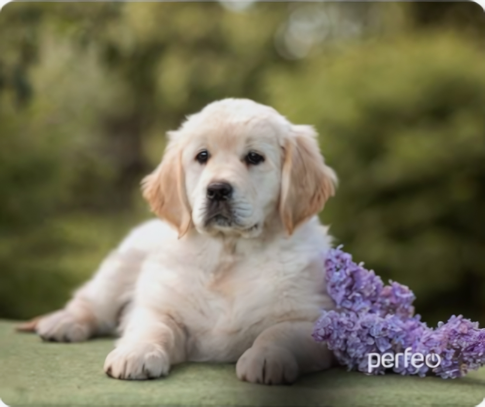 Perfeo Коврик для компьютерной мыши "Dog", Рис.12 (240*200*2 мм), ткань+резиновое основание