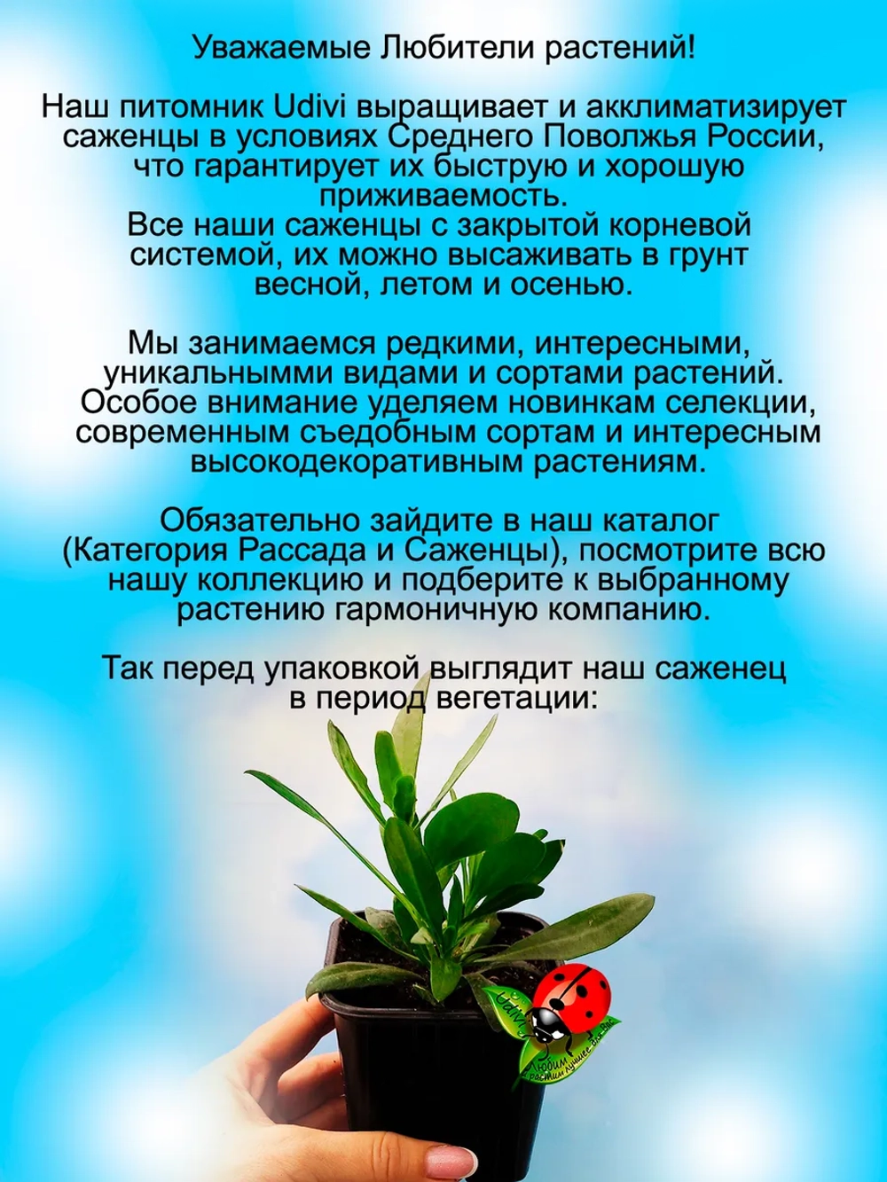 Остеоспермум Белая ложка Маргариты