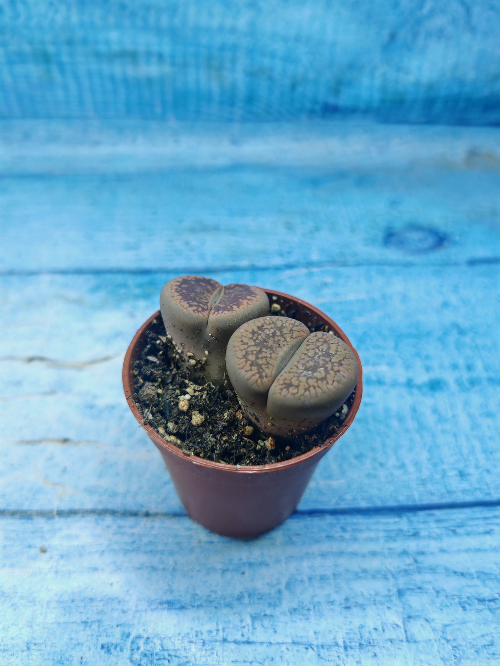 Lithops sp. (Литопсы)