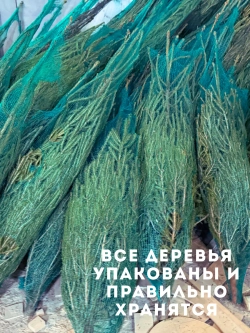 Ель новогодняя живая срубленая