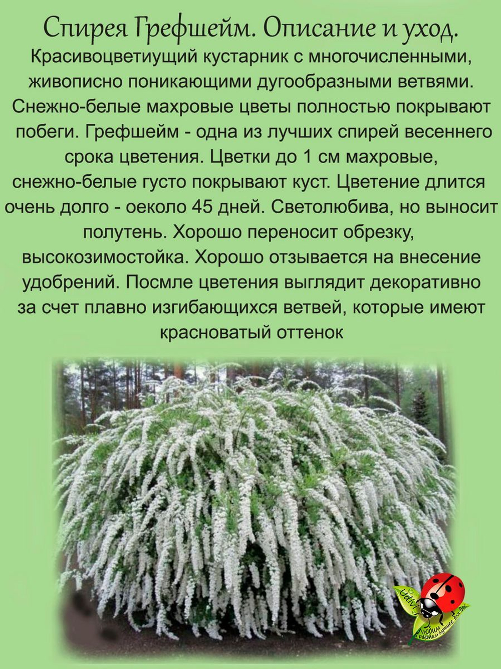 Спирея Грефшейм серая обильноцветущая кустарник