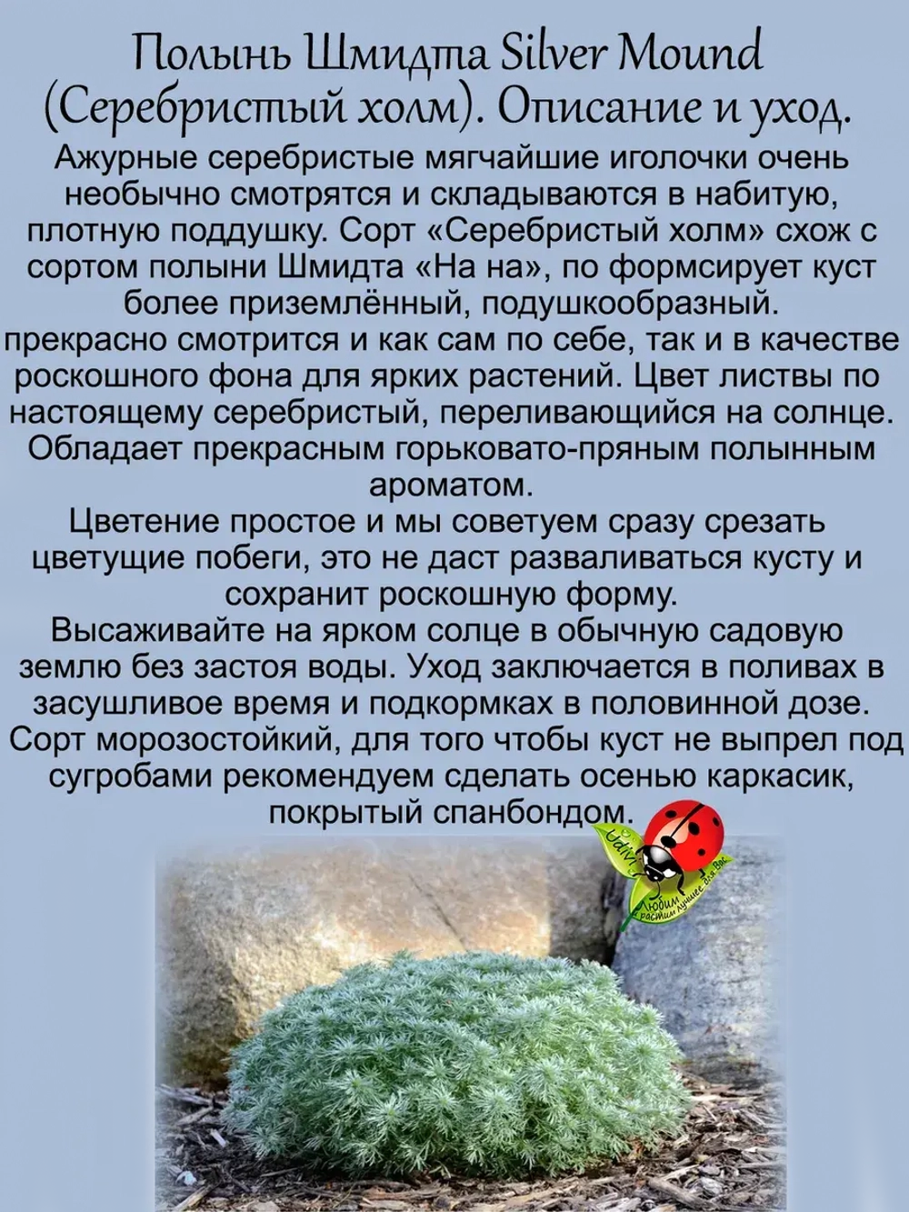Полынь шмидта Себебристый холм Сильвер Маунд