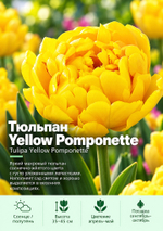 Тюльпан Yellow Pomponette