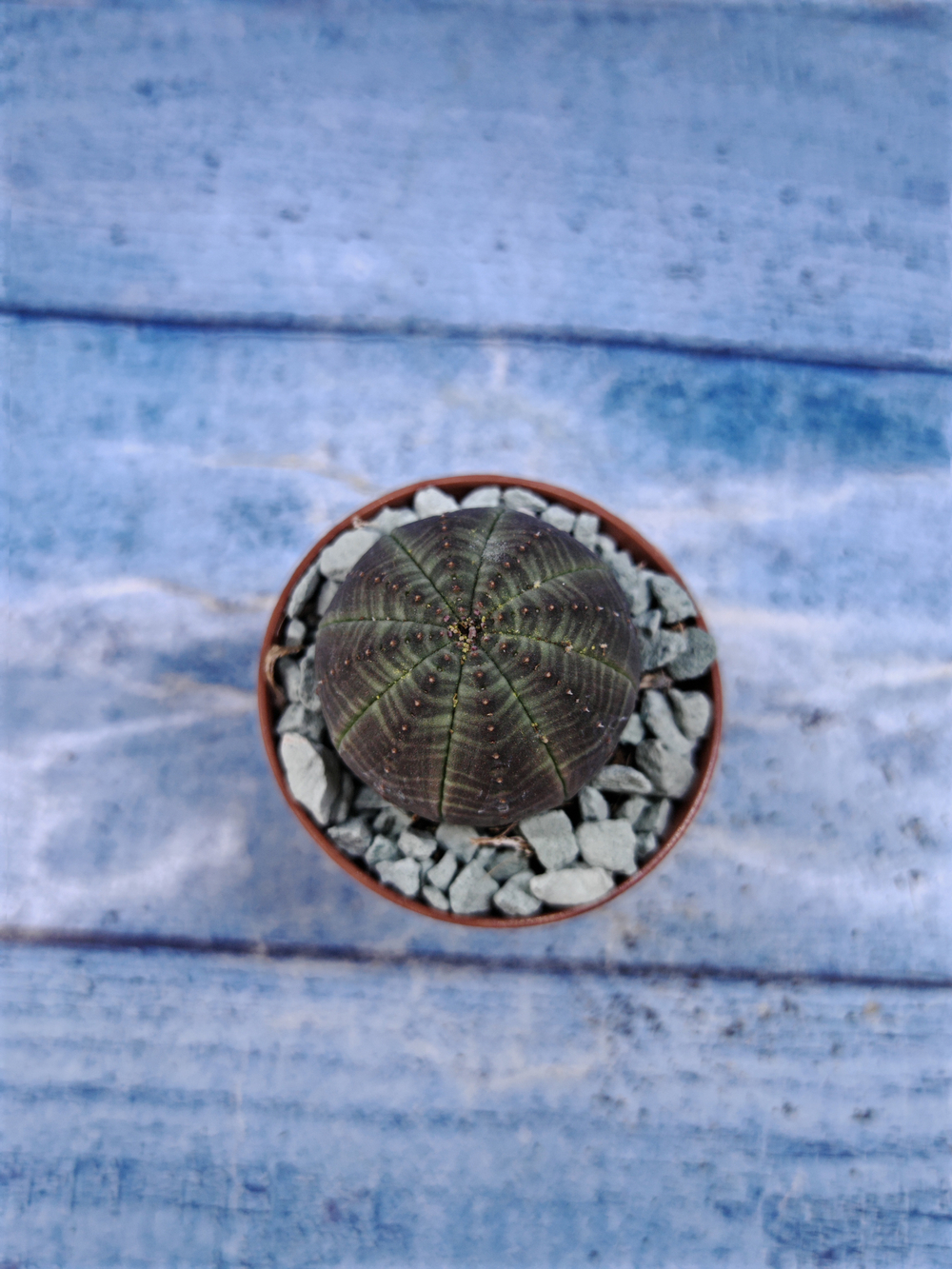 Euphorbia Obesa (Эуфорбия)