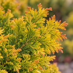 mirjam_macro
