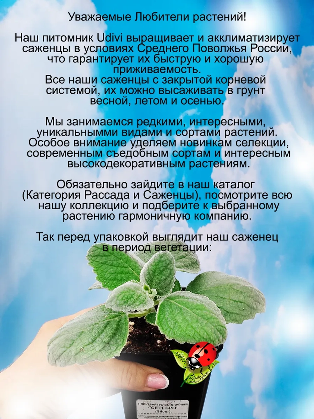Плектрантус Серебро войлочный