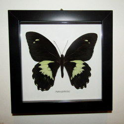 Бабочка Papilio gambrisius в рамке