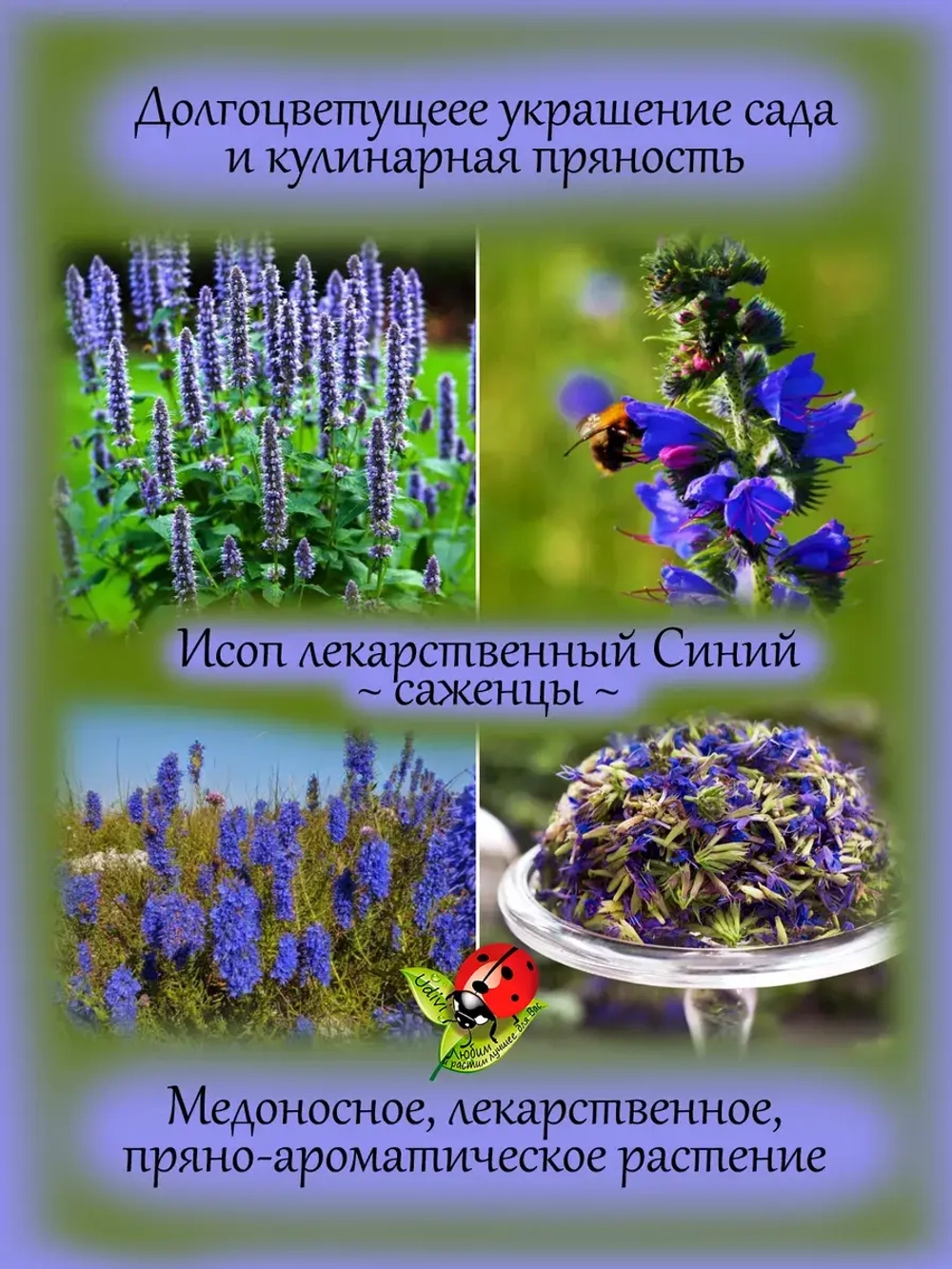 Исоп лекарственный Синий