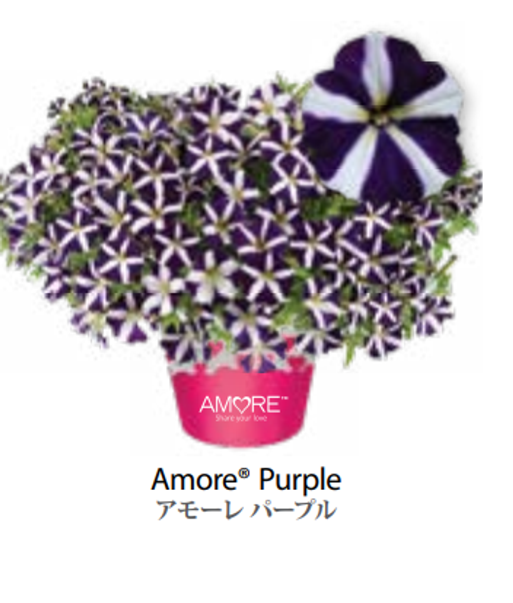 ЕВРО Петуния AMORE Purple ЕВРО укорененный черенок СЕРЕДИНА НОЯБРЯ поставка 1