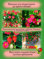 Клубника Тоскана ампельная ремонтантная