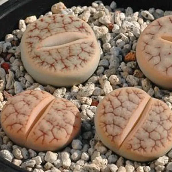 Литопс (C383 Lithops gracilidelineata ssp. brandbergensis) живые камни семена