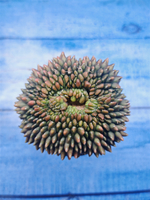 Gymnocalycium Spineless Crested form (Гимнокалициум)