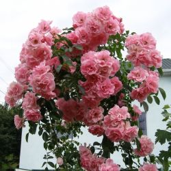Шусс (Schuss)