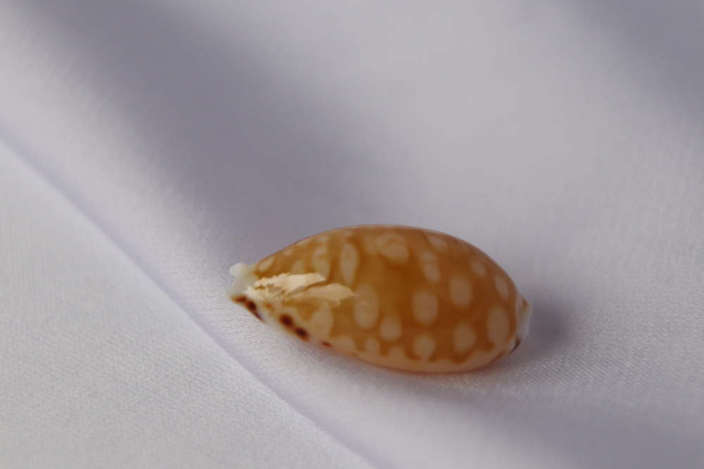 Ципрея клеопатра (Cribrarula cumingii cleopatra), 2,2см, 1шт