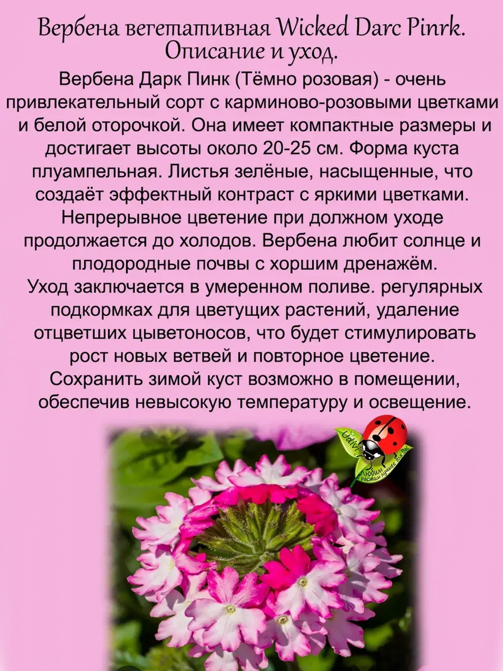 Вербена Викет Дарк Пинк Темно розовая