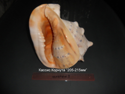 Кассис Корнута 100-120-150 мм