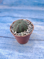 Euphorbia Obesa (Эуфорбия)
