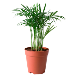 IKEA CHAMAEDOREA ELEGANS  (ИКЕА СХАМАЕДОРЕА ЕЛЕГАНС)  -  Комнатное растение - пальма Хамедорея 9 см