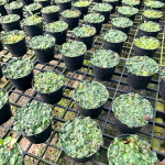 Маршанция MARCHANTIA POLYMORPHA
