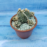 Astrophytum Myriostigma "Hakujo Fukuryu"  (Астрофитум)