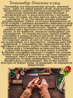 Топинамбур иерусалимский артишок сладкий картофель