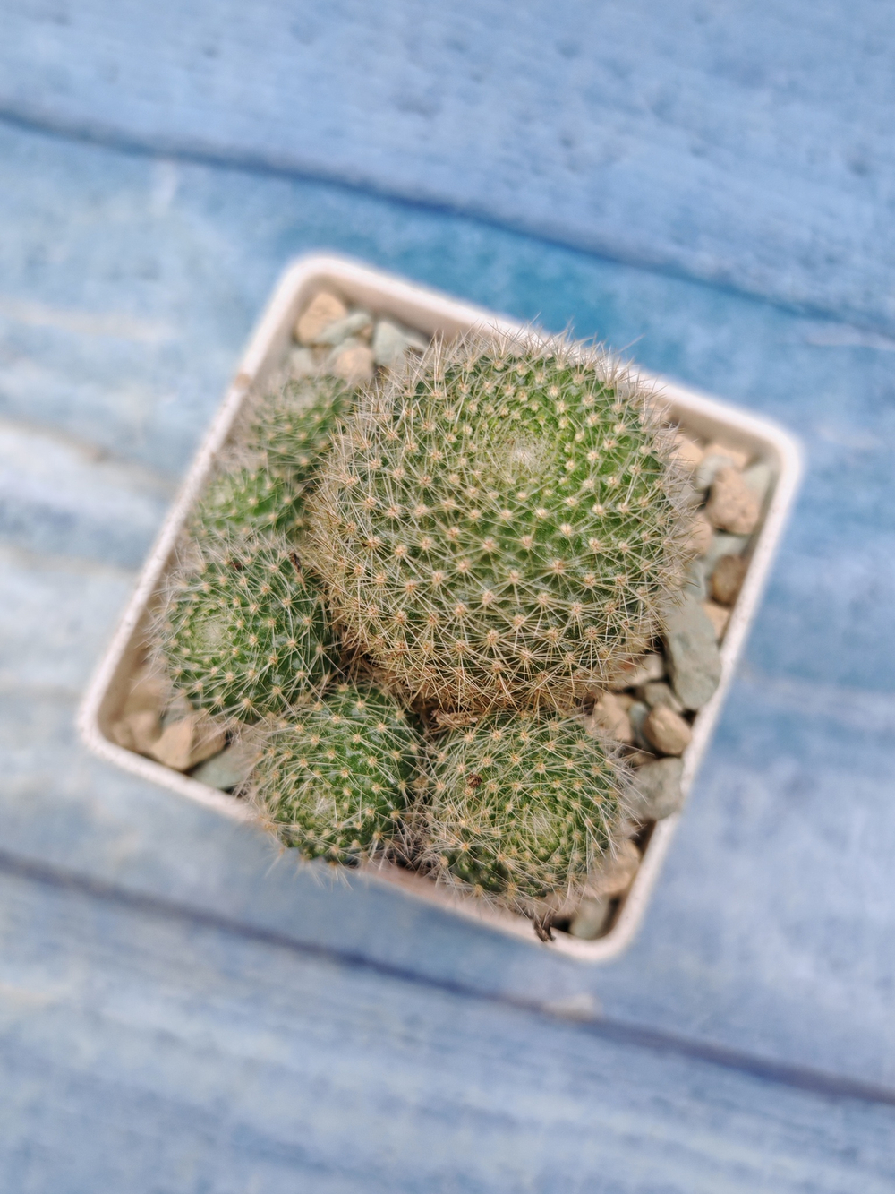 Rebutia Vulpina (Ребуция)