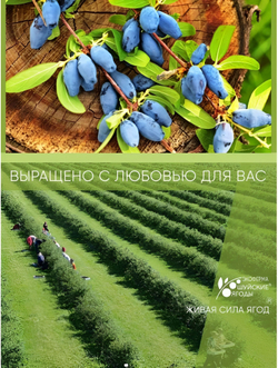 Соус из жимолости с копченой паприкой