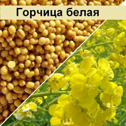 Удобрение Горчица Белая, сидерат, 1 кг