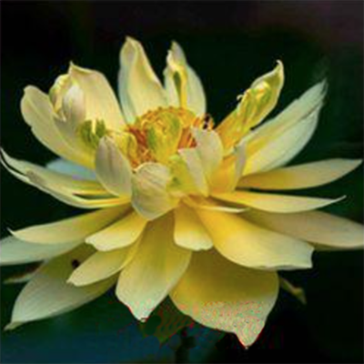 Лотос орехоносный Trollius asiaticus семена 2 штуки