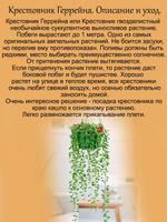 Крестовник Геррейна Сенецио