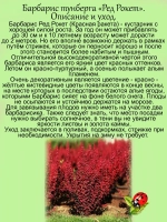 Барбарис Ред рокет Красная ракета
