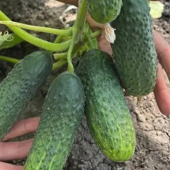 Маша F1 семена огурца партенокарпического (Seminis / ALEXAGRO) культура – фото 3
