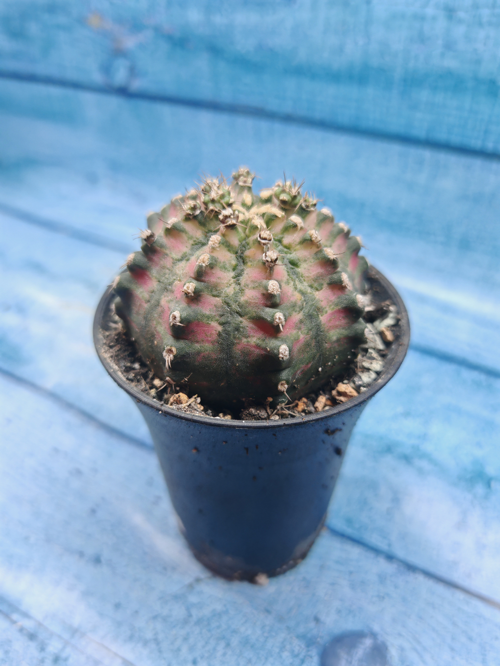 Gymnocalycium T-Rex Pink hybride (Гимнокалициум T-rex)