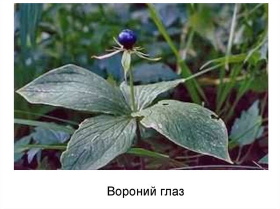 Гербарий "Ядовитые растения"