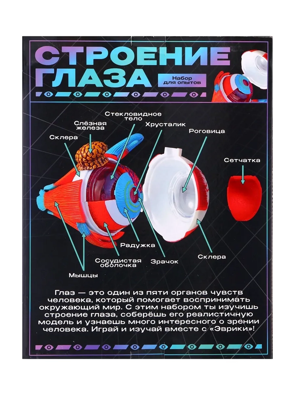 Макет Строения глаза
