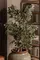 Искусственное растение FICUS