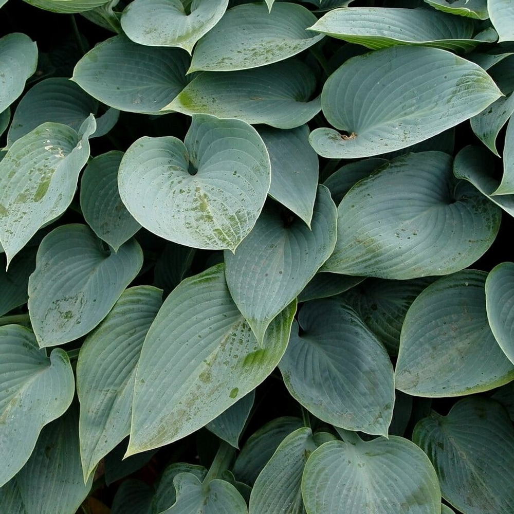 Хоста поздноцветущая "Halcyon". Hosta tardiana "Halcyon".