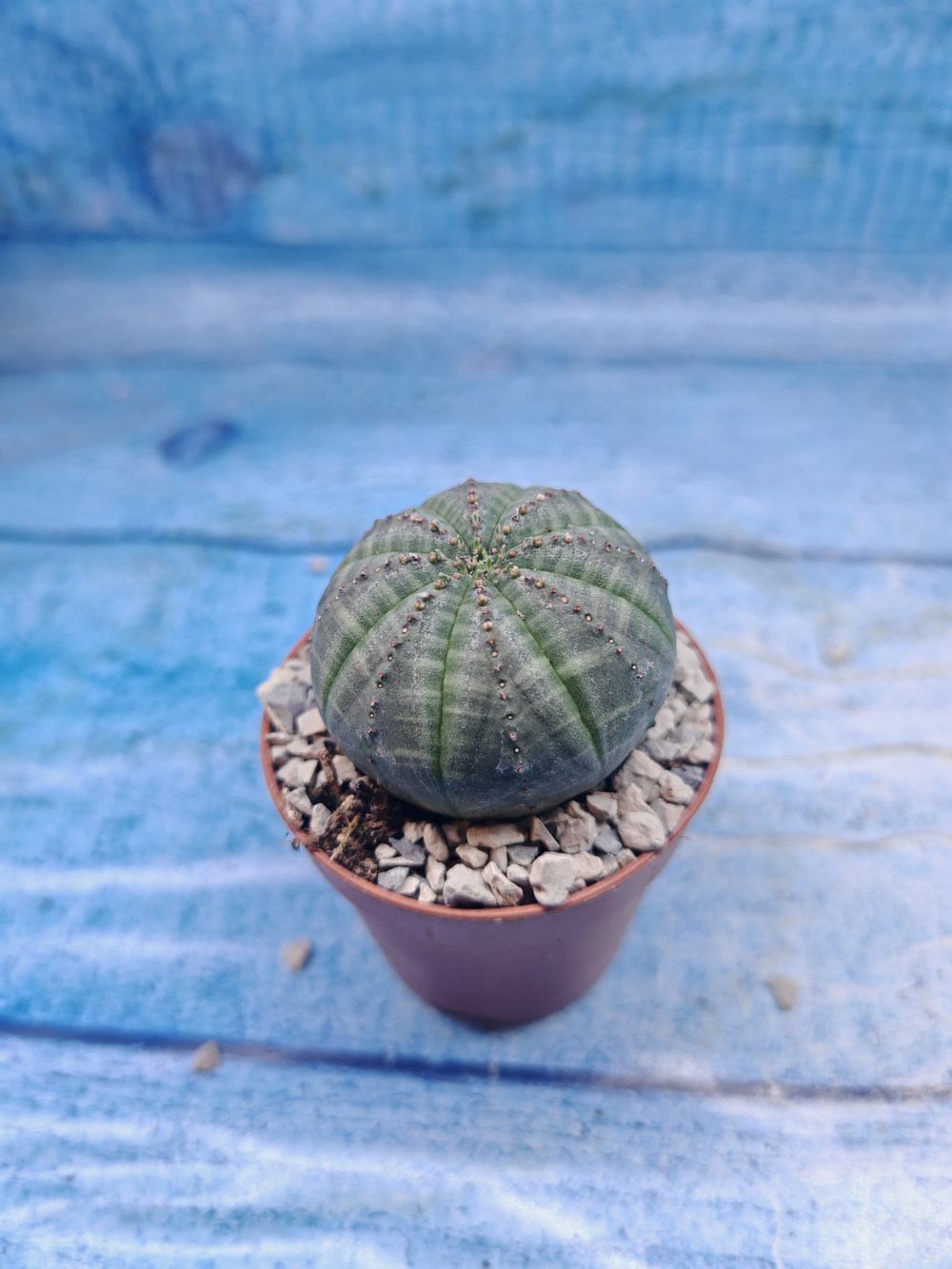 Euphoria Obesa (Эуфорбия)