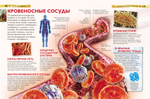 Тело человека. Детская энциклопедия
