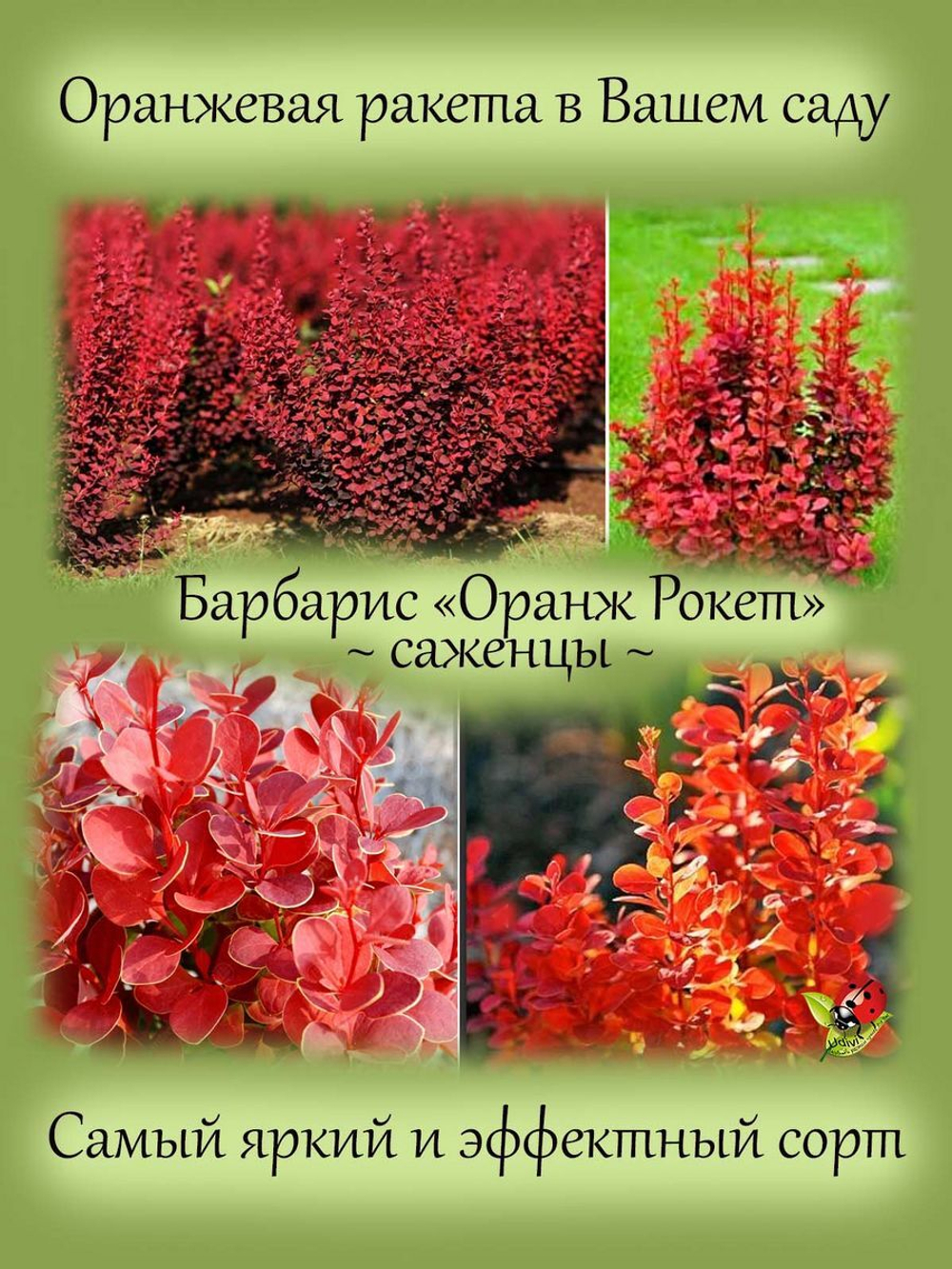 Барбарис Оранж Рокет самый яркий