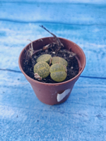 Lithops sp. (Литопсы)