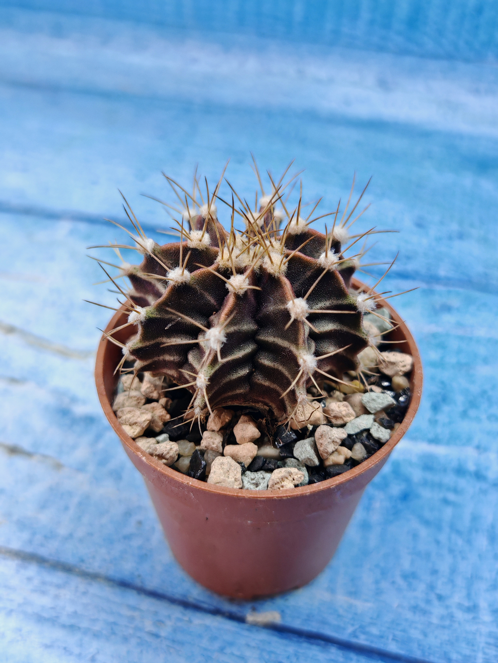 Gymnocalycium Friedrichii (Гимнокалициум)