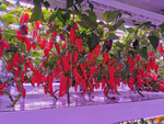 Лаборатория для зелени, овощей, малины Greenbar ПАК BIO_PRO_LABORATORI-31-365