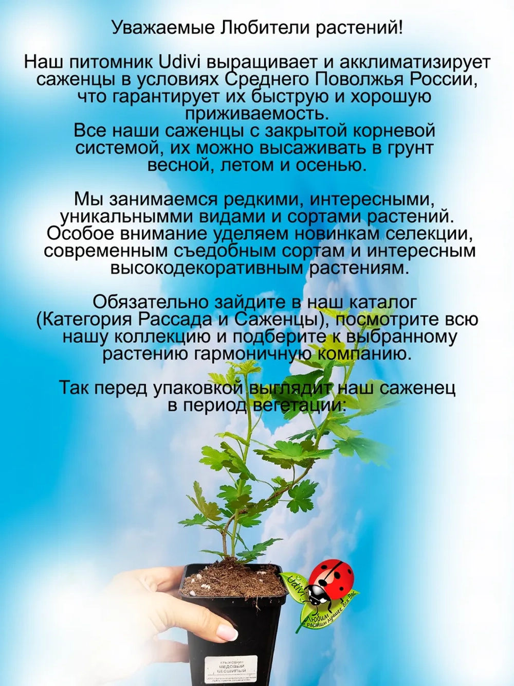 Крыжовник Медовый бесшипный