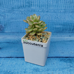 Echeveria Mini Belle variegata (Эхеверия)